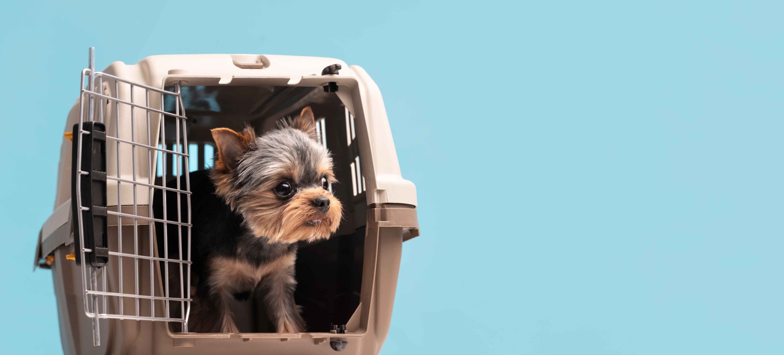 What is allegiant airlines pet policy